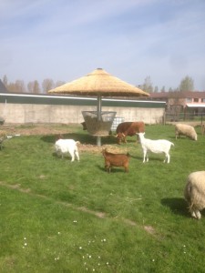 rieten parasol 400 cm met ruif