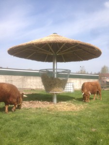 rieten parasol 400 cm met ruiF